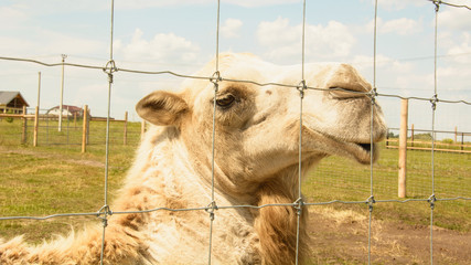 Camel, two-humped camel, king of the desert, big animals, farm, hacienda, milk, travel, vacation,...