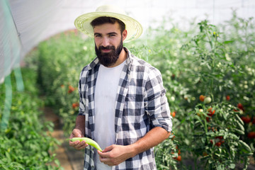 Caucasian farmer picking paprika from his hothouse garden