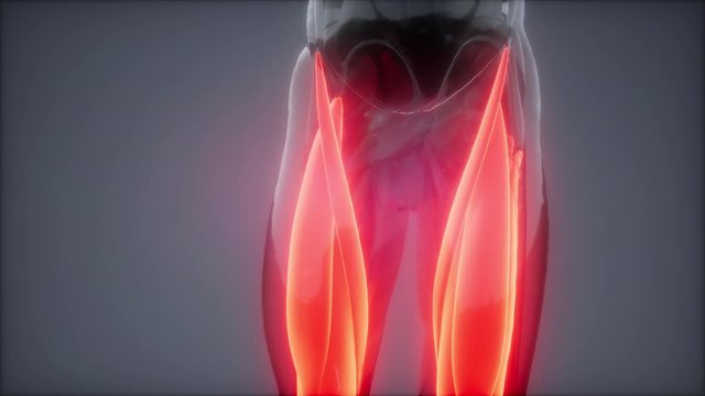 thigh muscles - Visible muscle anatomy map