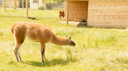 Impala, roe deer, deer, big animals, farm, hacienda, milk, travel, vacation, village, herbivores,...