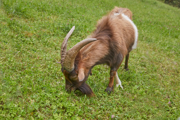 Old goat while grazing in the mountains