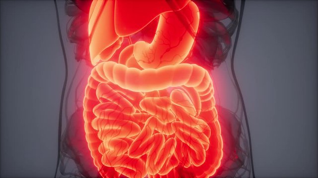 3d illustration of human digestive system parts and functions