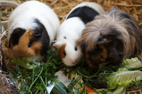 Meerschweinchen im Stroh als Haustier