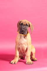 Great Dane puppy