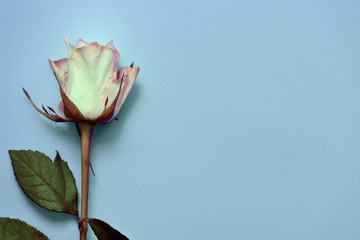 Beautiful white rose close up on a blue background, top view