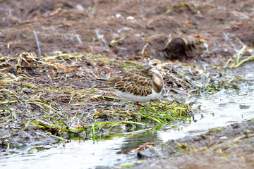 Steinwälzer im Herbst an der Ostsee