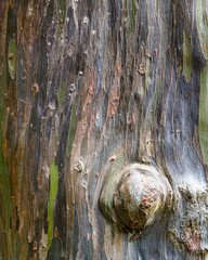 Tree bark