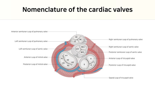 Nomenclature of the cardiac valves