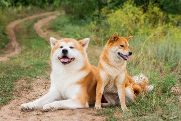 Naklejka premium Two Japanese dogs: Akita inu and Shiba inu