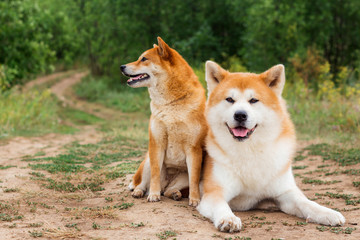 Naklejka na ściany i meble Two Japanese dogs: Akita inu and Shiba inu