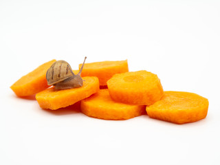 Fototapeta na wymiar land snail isolated crawling over sliced carrots on white background