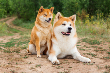 Two Japanese dogs: Akita inu and Shiba inu