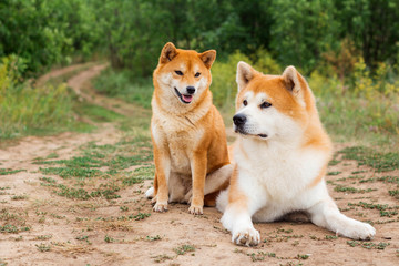 Two Japanese dogs: Akita inu and Shiba inu