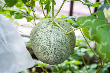 Organic melon farm in garden home for agriculture concept