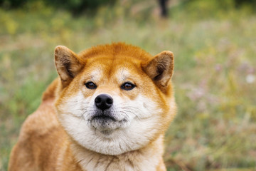 Portrait of a thoroughbred Japanese dog Shiba inu