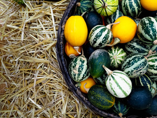 in the basket there are small watermelons, melons and pumpkins. autumn harvest