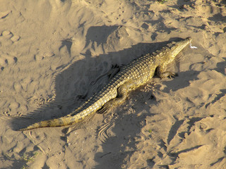 African Crocodile (Crocodylus niloticus)
