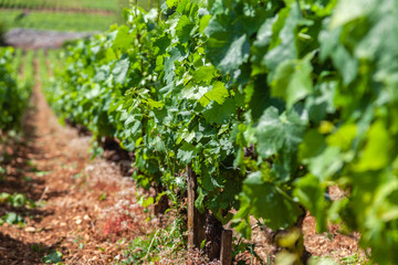 Closeup panoramic shot of rows summer vineyard scenic landscape, plantation, beautiful wine grape branches, sun, sky, limestone land. Concept autumn harvest, nature agriculture background