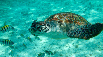 Green sea turtle (Chelonia mydas)