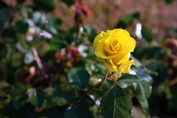Single yellow rose in the garden.