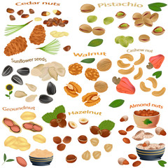 Set of nuts isolated on white background. Peanuts, cashews, hazelnuts, walnuts, sunflower seeds, almonds, pistachios and cedar nuts close-up. Vector illustration