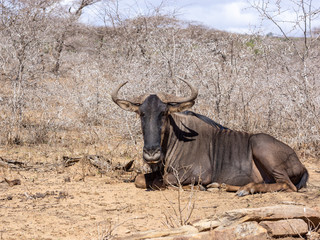 Obraz premium Blue wildebeest (Connochaetes taurinus) in South Africa