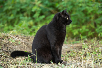Naklejka na ściany i meble Beautiful bombay black cat in profile with yellow eyes and attentive look in green grass in nature