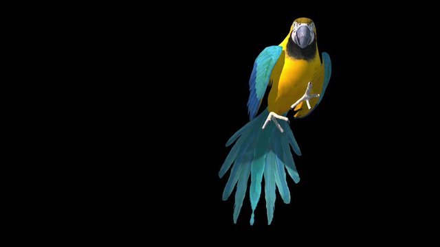 Colorful Parrot Alpha Matte Animals 3D Rendering Animation