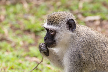 Vervet Monkey (Chlorocebus aethiops), taken in South Africa