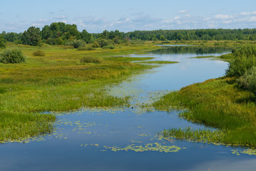 river overgrown with sedge and water lilies, among flood meadows and forests