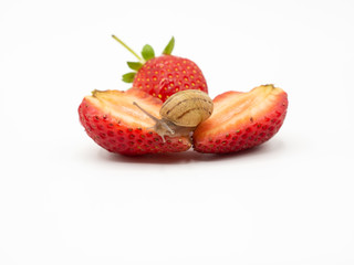 land snail crawling on a red yummy straberry isolated on white background