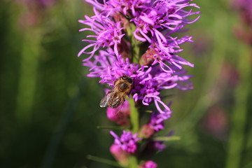 bee, bee eat, flower, blossom