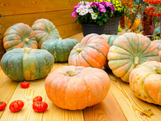 Diverse assortment of pumpkins on a wooden background. Autumn harvest.