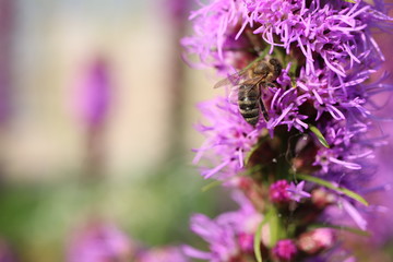 bee, bee eat, flower, blossom