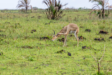 Naklejka premium Lechwe (Kobus leche), taken in South Africa