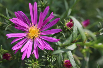 stokrotka dzika, aster, fioletowa stokrotka, kwiaty różowe © Martyna