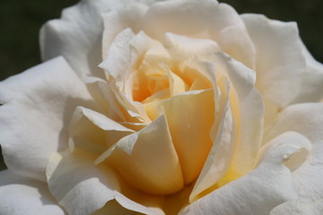 róża, biała róża, żółta róża, white rose, yellow rose