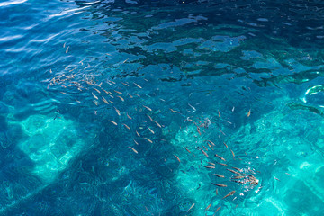Group of fish eating food