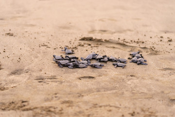 Olive Ridley Sea Turtle (Lepidochelys olivacea) in Mexico, being released as part of conservation project