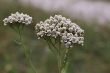 krwawnik pospolity, kwiaty polne, common yarrow, field flowers © Martyna