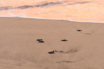 Olive Ridley Sea Turtle (Lepidochelys olivacea) in Mexico, being released as part of conservation project