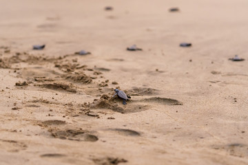 Olive Ridley Sea Turtle (Lepidochelys olivacea) in Mexico, being released as part of conservation project