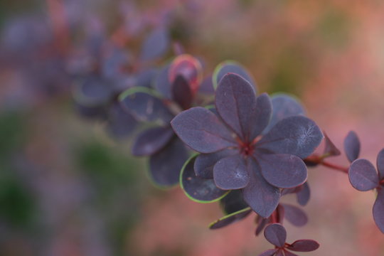 Berberis Thunbergii, Berberys Japoński, Kwaśnica Thunberga, Dart Red Lady