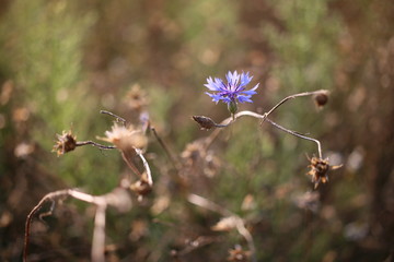 kwiaty polne, chabry © Martyna