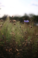 chabry, kwiaty polne © Martyna