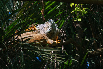 Green Iguana (Iguana iguana) in Mexico