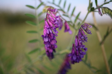 wyka ptasia, kwiaty polne, bird's vetch, field flowers © Martyna