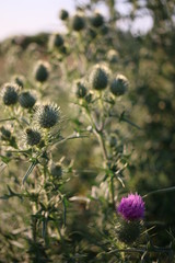 oset, kwiat © Martyna