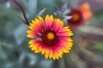 Daisy flower with yellow and red petals