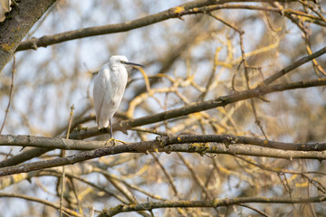 Little Egret (Egretta garzetta) perched in a tree, taken in the UK